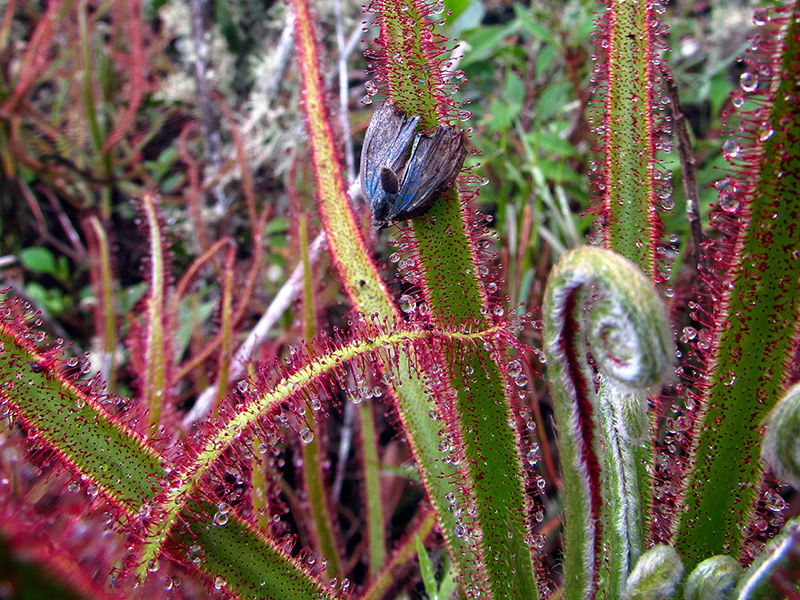 Drosera magnifica с добычей.jpg Drosera magnifica с добычей.jpg