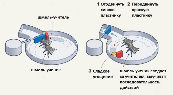 шмели эксперимент.jpg