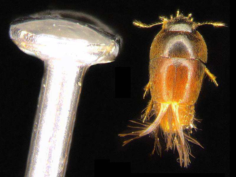 Phytotelmatrichis osopaddington.jpg Phytotelmatrichis osopaddington.jpg