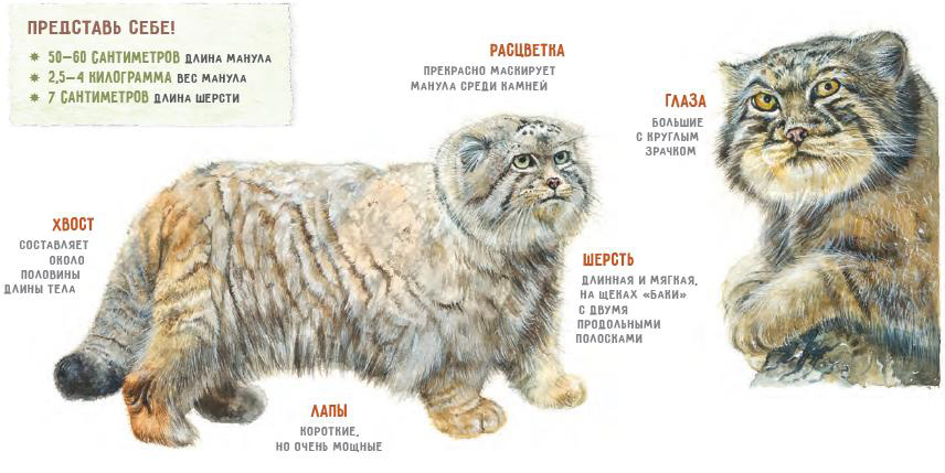 Плотность шерсти сибирского манула густоты