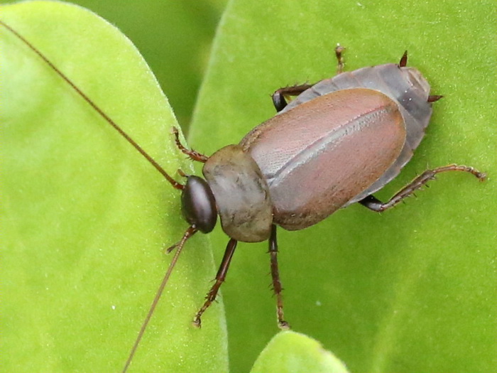 таракан Diploptera punctata.jpg таракан Diploptera punctata.jpg