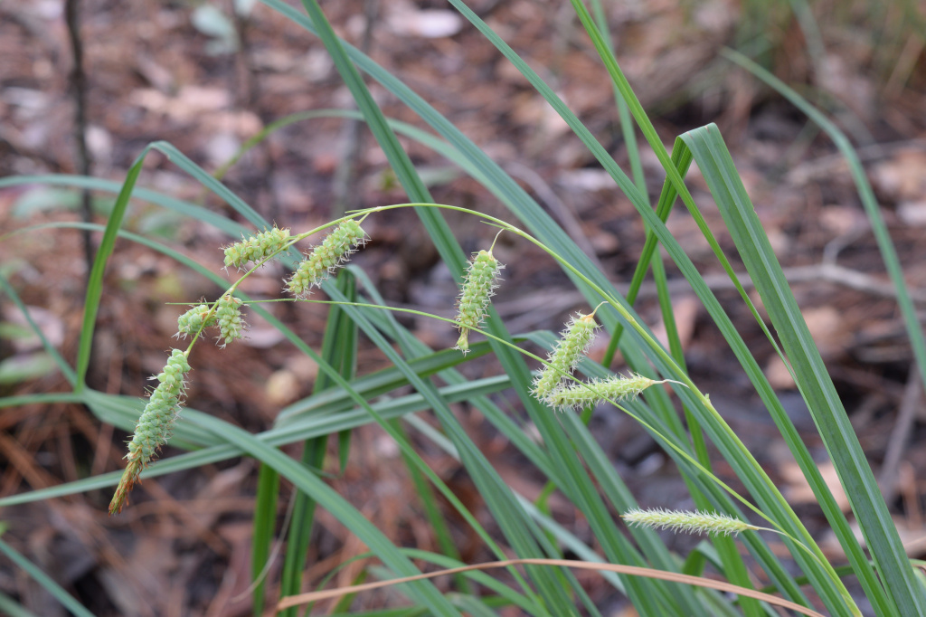 Под общим родовым названием «осока» скрывается порядка 2000 отдельных видов растений. На фото: Carex glaucescens. Фото: Adam Arendell/Flickr.com https://www.flickr.com/photos/adamarendell/39932782991 CC BY-NC 2.0
