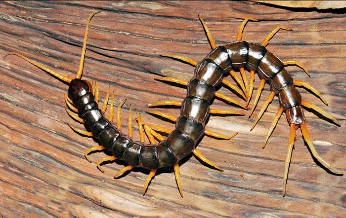 Ныряющая сколопендра Scolopendra cataracta. (Фото: ZooKeys 590: 1-124.) top10_skolopendra.jpg