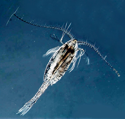 Metridia longa.jpg