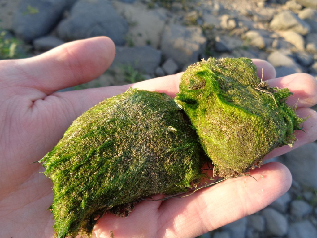 Дернина Vaucheria compacta на берегу Волги.JPG