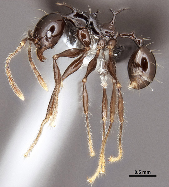 Муравей-дракон Pheidole drogon. (Фото: Masako Ogasawara.) top10_mur.jpg