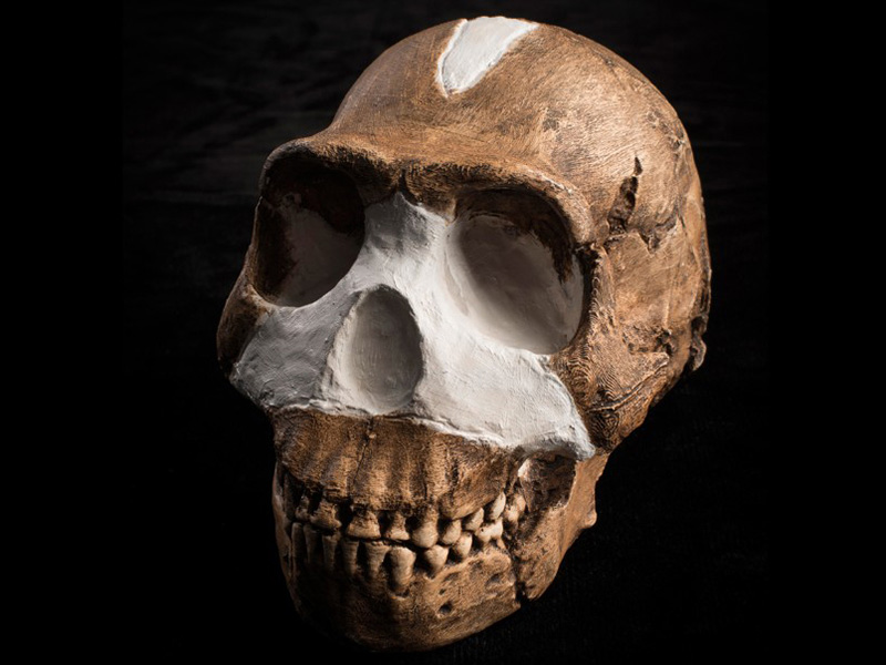 Homo naledi.jpg Homo naledi.jpg