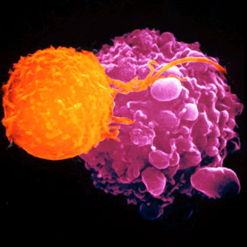 Т-лимфоцит.jpg