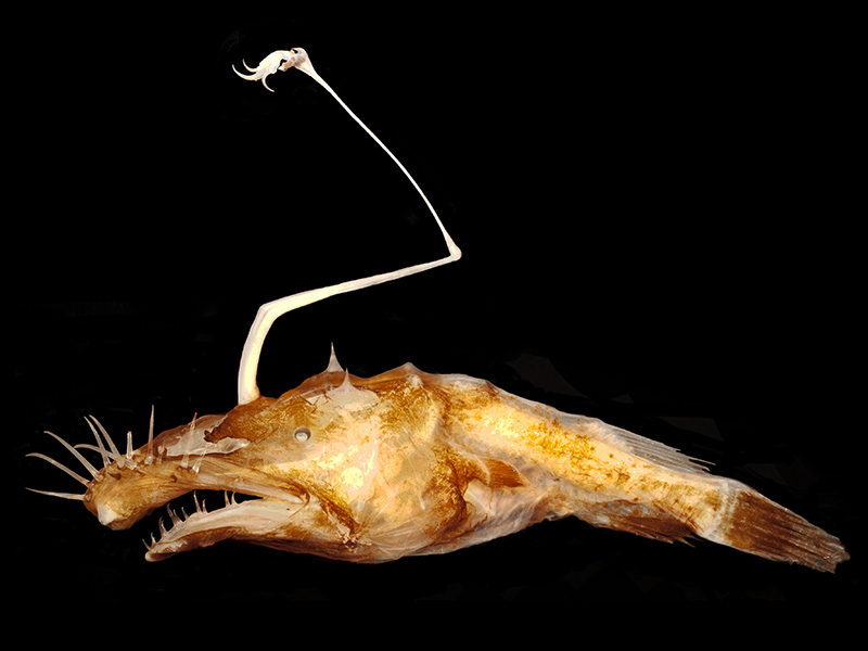 Lasiognathus dinema.jpg Lasiognathus dinema.jpg