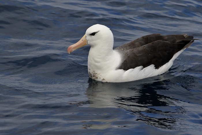 чернобровый альбатрос.jpg