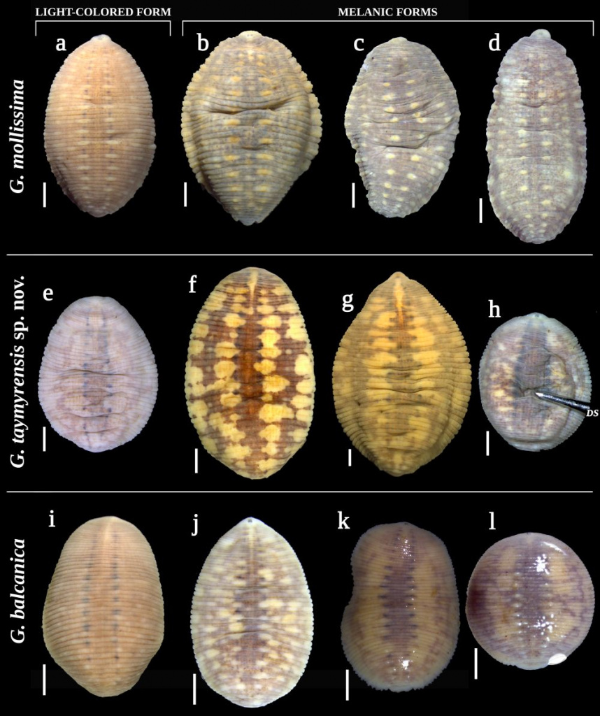 Figure 8 - Melanic forms_New_low.jpg