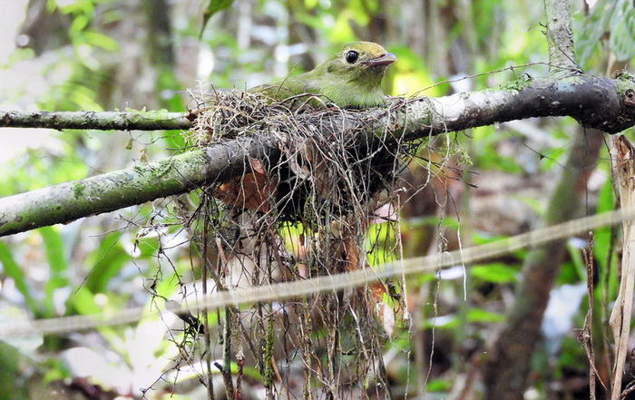 манакин гнездо.jpg