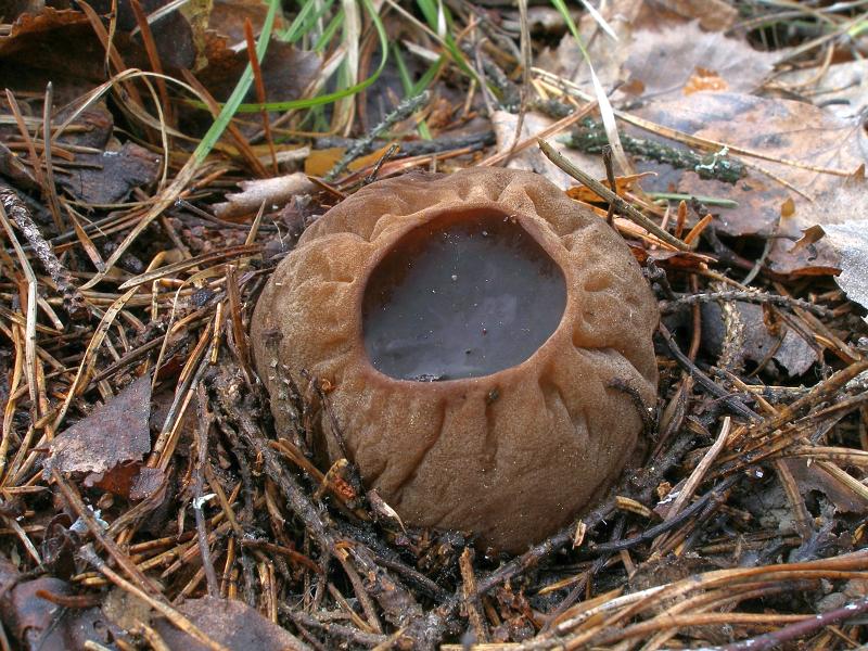 Саркосома шаровидная_Sarcosoma globosum.jpg