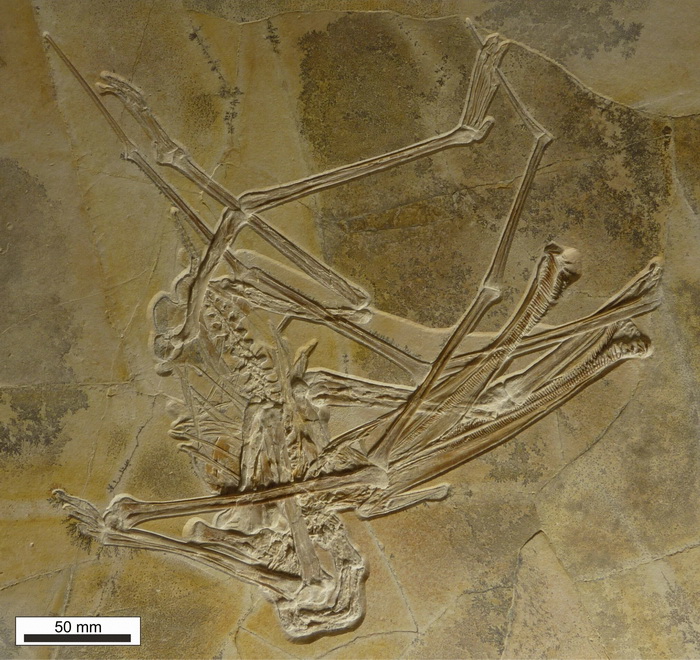 скелет птерозавра.jpg