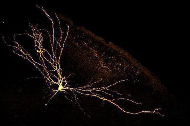 neiron.jpg