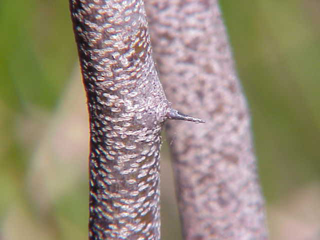 Haematoxylon_campechianum1.jpg
