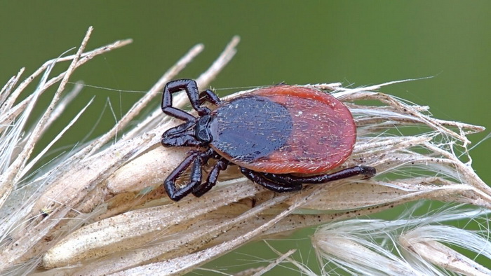 Собачий клещ Ixodes ricinus. Фото: W.alter / Wikipedia