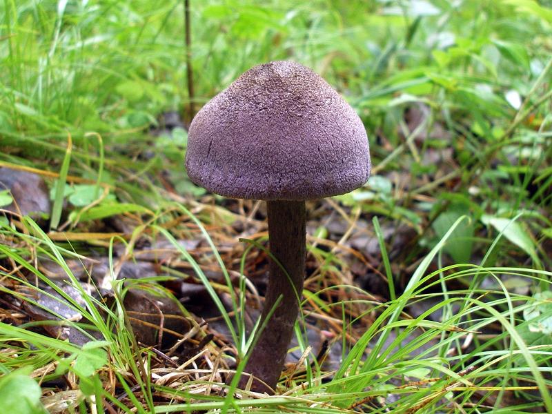 Паутинник фиолетовый_Cortinarius violaceus.jpg