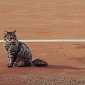 Незнакомых котиков зовут молча