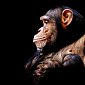 Шмели и шимпанзе учатся сложному у товарищей
