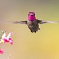 Сквозь узкие места колибри летят боком