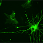 Служебные клетки мозга помогают нейронам учить движения