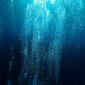 Планктон «видит» давление воды