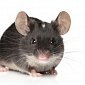 Почему у мышей уменьшился мозг