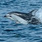 Косатки охотятся вместе с дельфинами