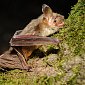 Летучие мыши притворяются осами, чтобы спастись от сов
