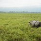 Слоны и носороги против чужеродных растений