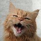 Болтливые котики отличаются генами
