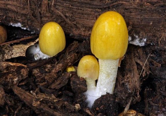 Гриб Bolbitius titubans. Некоторые грибы семейства больбитиевых умеют синтезировать псилоцибин. (Фото: Ron Wolf / Flickr.com) 