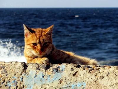 Кот учёный про моря, океаны и пресноводные плюмы