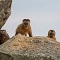 Капуцины доверяют испытанным орудиям труда
