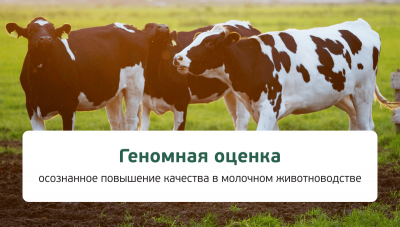 17 марта состоится эфир «Геномная оценка - осознанное повышение качества в молочном животноводстве»