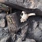 В Новгороде впервые нашли строительную жертву-козу