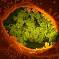 Как бактерии продлевают жизнь заражённым клеткам